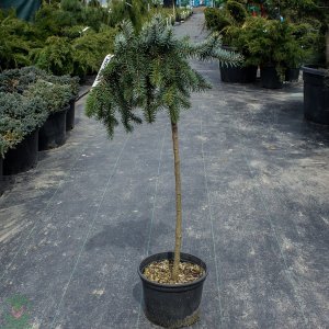 Smrek pichľavý (Picea pungens) ´PENDULA´ - 70-100cm, kont. C5L – na kmienku